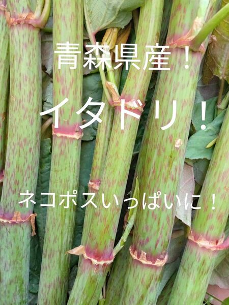 青森県産天然イタドリネコポスいっぱい!