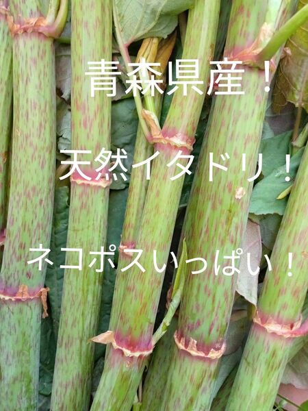 青森県産天然イタドリネコポスいっぱいに!