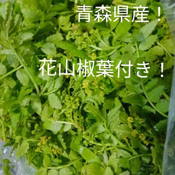 青森県産天然自生花山椒葉付100g+10g!