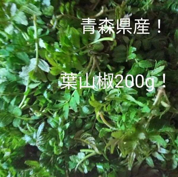 青森県産天然自生葉山椒200g!