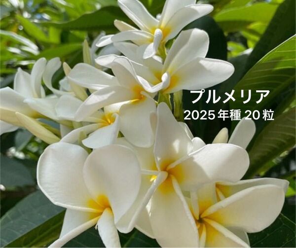 プルメリアの種 白系花 2025年採取 20粒