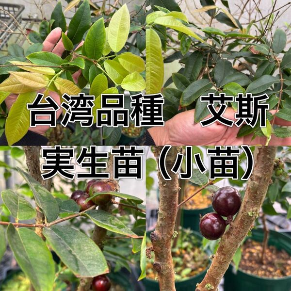 台湾系品種ジャボチカバ艾斯 1苗(実生苗)