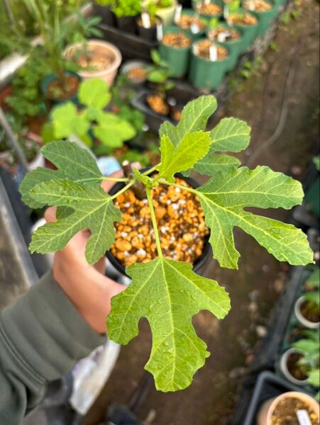 イチジク Green Issue Rimada 1苗