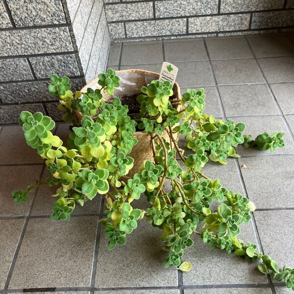 アロマティカス