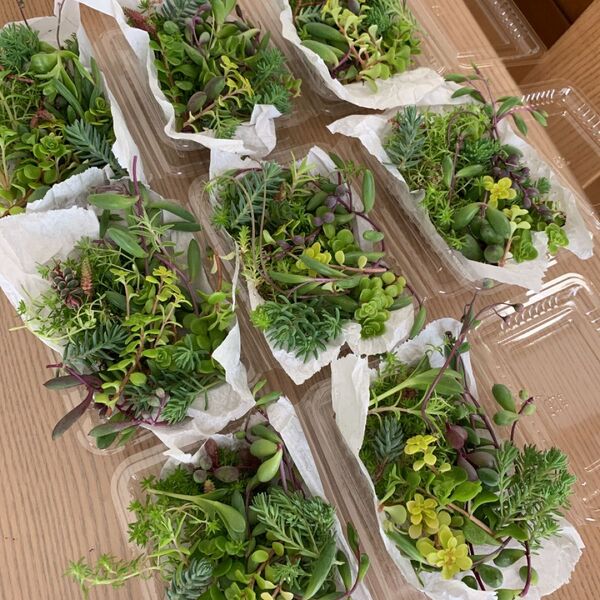多肉植物 カット苗 寄せ植え