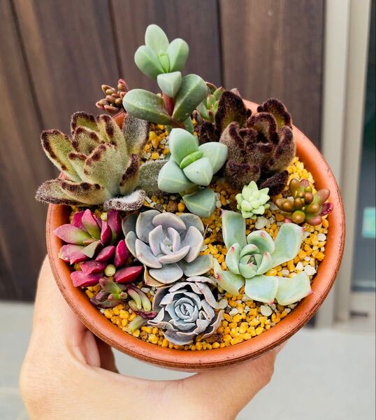多肉植物 寄せ植えセット 写真の全部抜き苗
