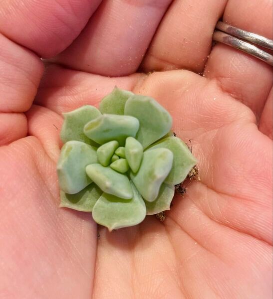 多肉植物 スーパーミルク 抜き苗 小苗 人気