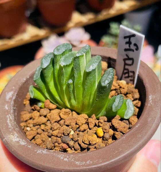 多肉植物 ハオルチア 玉扇錦 斑入り 現品 Haworthia truncata variegata