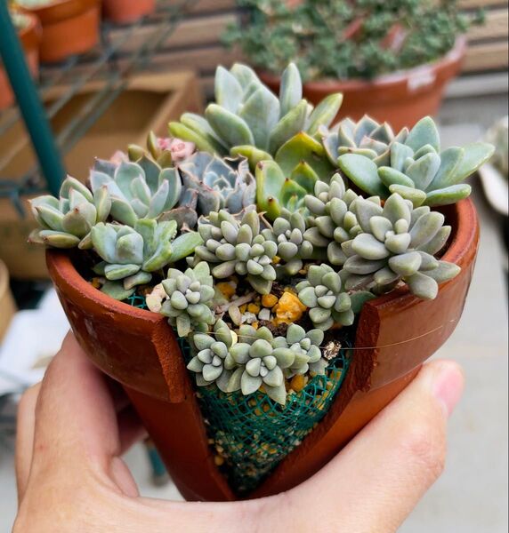多肉植物 寄せ植えセット セダム 錦種類2点以上有り 現物 抜き苗