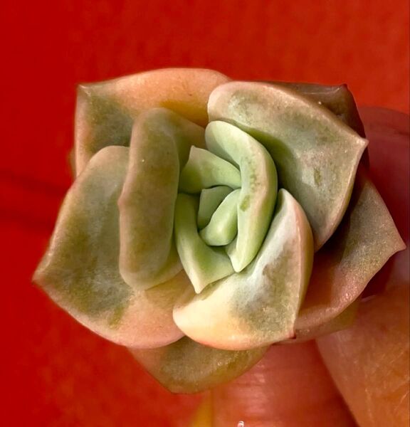 多肉植物 ラブリーローズ錦 斑入り 小苗 カット苗