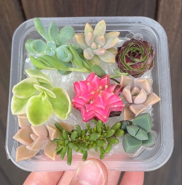 多肉植物 サボテン ミックス カラフル 10カット苗 10種類 大人気 錦種類入り