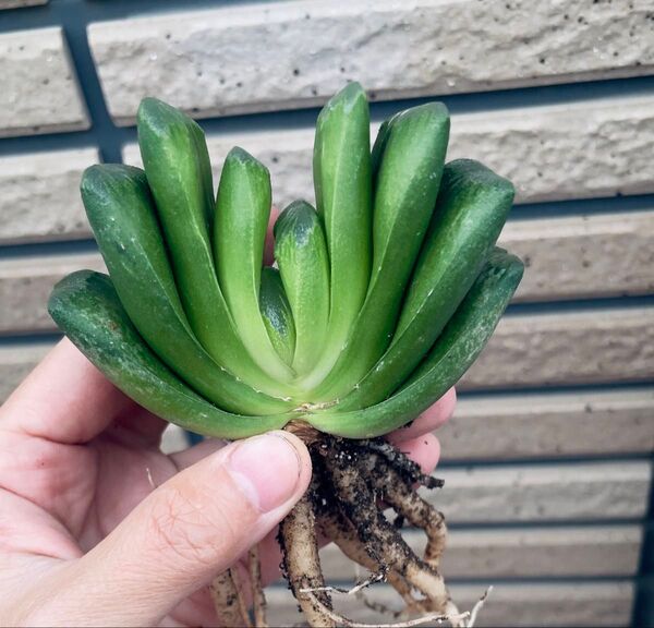 多肉植物 ハオルチア グリーン玉扇 大株 高品質 9-10cm
