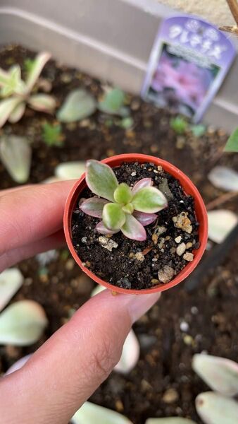 多肉植物 チョコレート錦 小苗 斑入り 可愛い 抜き苗