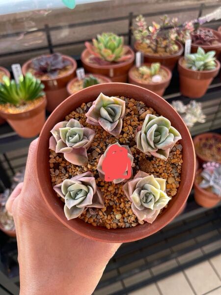 多肉植物 ラブリーローズ錦 5カット苗