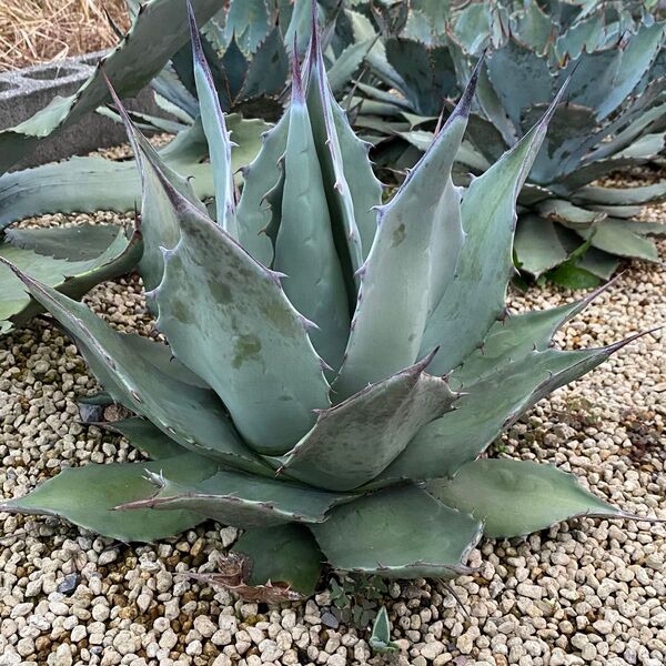 Agave applanata アガベ アプラナータ