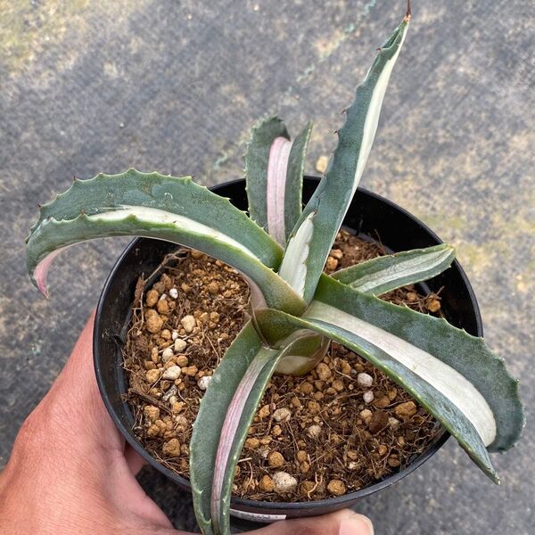 Agave americana mediopicta 'alba' アガベ アメリカーナ メディオピクタ アルバ 華厳