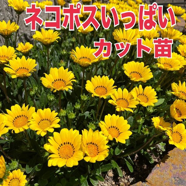 黄色 ガザニア 20本 カット苗 イエロー