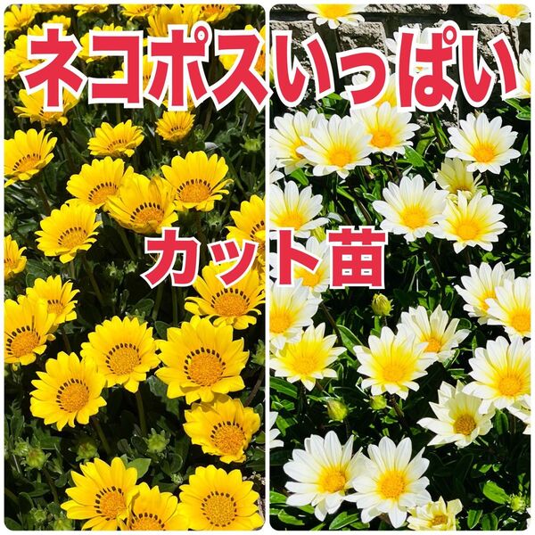 ガザニア カット苗 20本【白10本/黄10本】ホワイト/イエロー