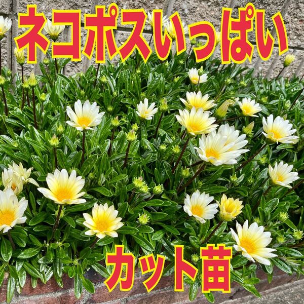 白色 ガザニア 20本 カット苗 ホワイト