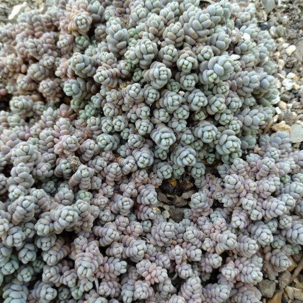 セダム 多肉植物 ②