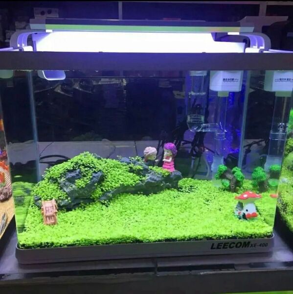 種から育てる水草 水草の種 60㎝水槽用
