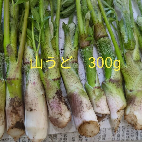 山うど 山菜 300g
