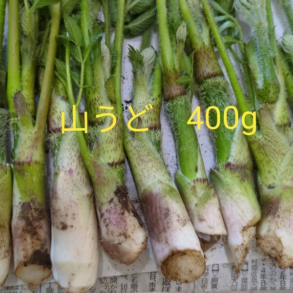 山ウド 山菜 400g