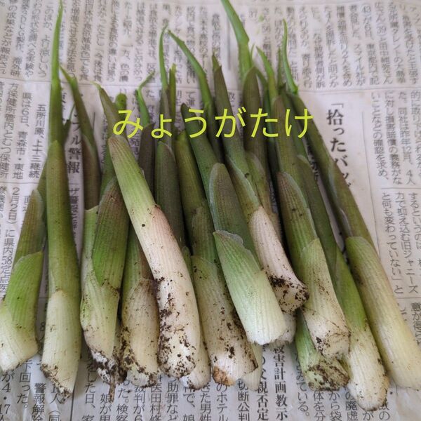 みょうがたけ 200g