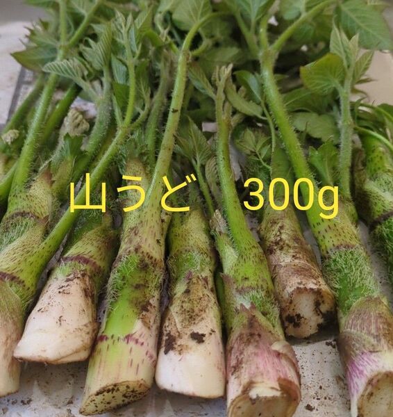 山うど 300g 山菜