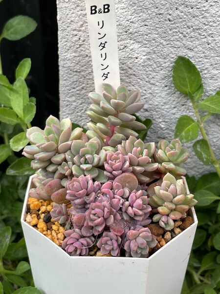 リンダリンダ 札付き