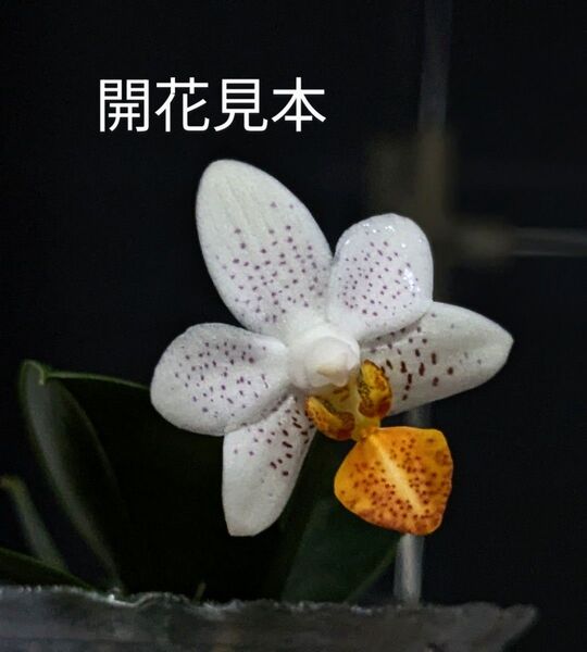 Phal. Mini Mark 胡蝶蘭 ファレノプシス ミニマーク 洋蘭 洋ラン 着生ランPhalaenopsis