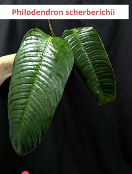 Philodendron scherberichii フィロデンドロン シェルベリチー