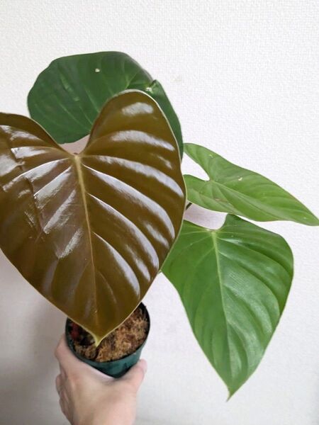 フィロデンドロン ライナミー リナミー Philodendron lynamii