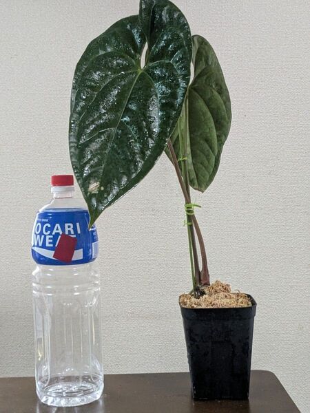 アンスリウム 交配種 Anthurium Luxury Jungle
