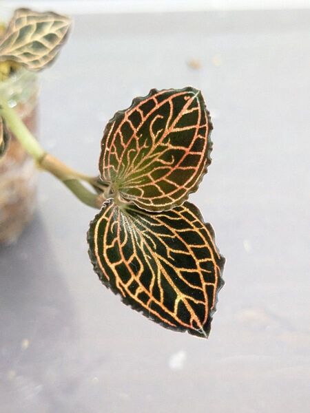 【訳あり】Anoectochilus albolineatus ‘Lady’s Best Friend’ジュエルオーキッド