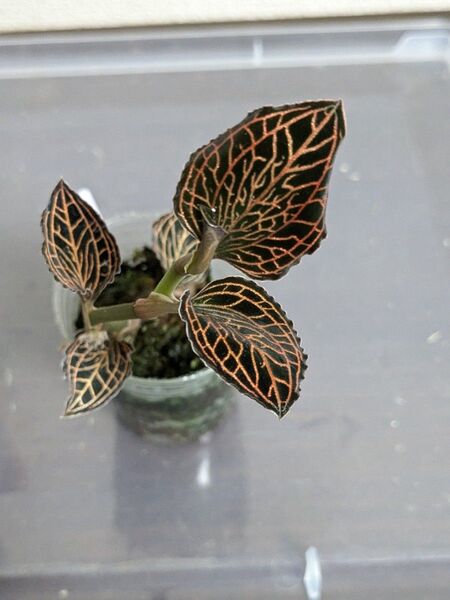 ③【訳あり】Anoectochilus albolineatus ‘Lady’s Best Friend’ジュエルオーキッド