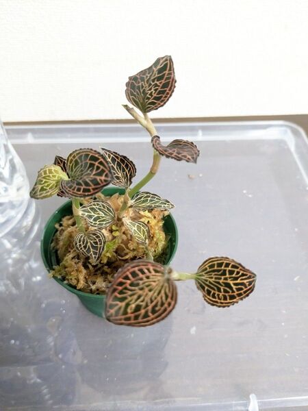3株【訳あり】Anoectochilus albolineatus ‘Lady’s Best Friend’ジュエルオーキッド