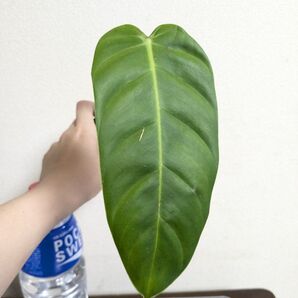 Philodendron esmeraldense フィロデンドロン エスメラルデンセ