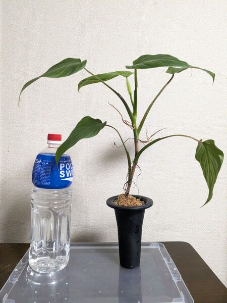 Philodendron alatiundulatum フィロデンドロン アラティウンデュラタム