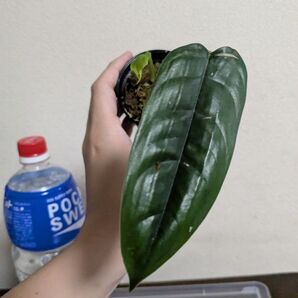 Philodendron sp felix フィロデンドロン sp フェリックス