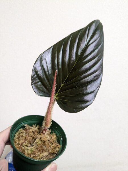 ②Philodendron squamicaule pink フィロデンドロン スクアミカウレ ピンク
