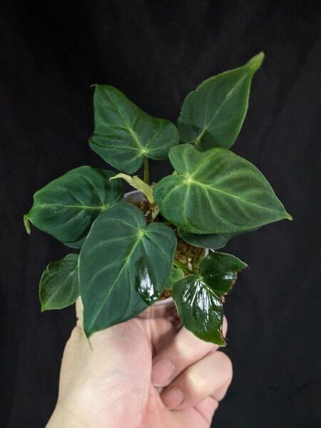 Philodendron Verrucosum Amazon Sunset フィロデンドロン ベルコーサム
