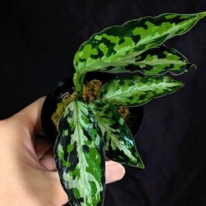 アグラオネマ ピクタム ラプラス 箱個体