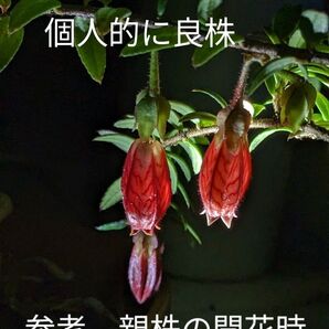 アガペテス セルペンス Agapetes serpens 着生ツツジ Ericaceae