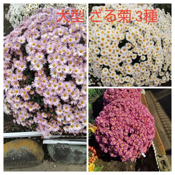 菊苗 大型 ざる菊 3種 冬至芽