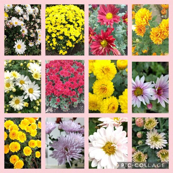 菊苗 冬至芽苗 種類おまかせ 10種 1苗ずつ