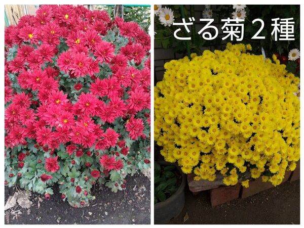 ざる菊 菊苗 冬至芽 黄 4苗 赤 4苗
