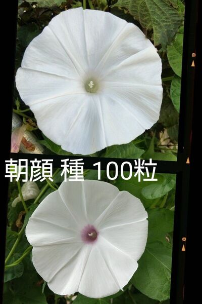 朝顔 種 100粒 2024年採取