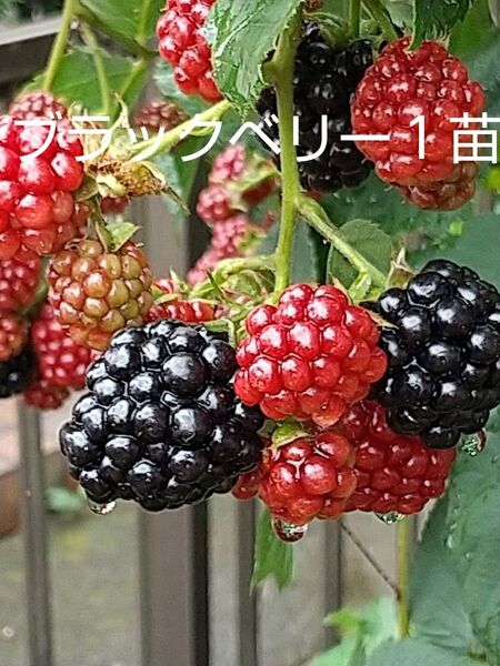 無農薬 ブラックベリー 挿し木苗 棘なし1苗