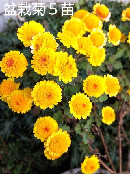 菊苗 盆栽菊 冬至芽 抜き苗 5苗